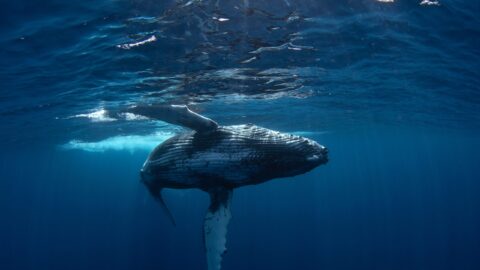 Protect UK seas – Stop Rosebank