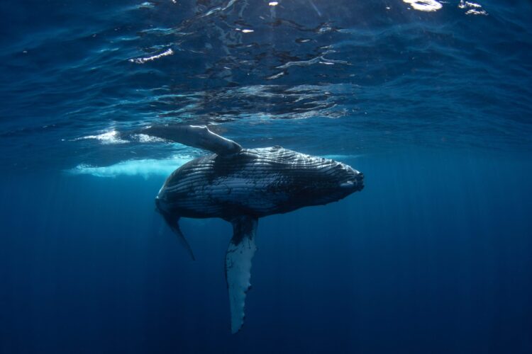 Protect UK seas – Stop Rosebank